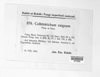 Colletotrichum gloeosporioides image